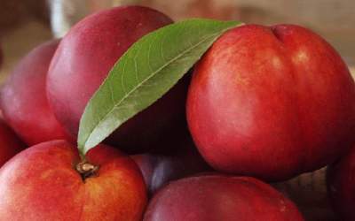 میوه‌ای بی‌نظیر برای تقویت کبد و تصفیه خون