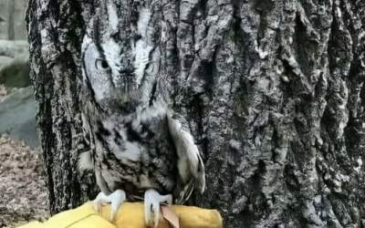 عکس/ استتار دیدنی جغد