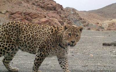 تصاویری از بازی ۲ پلنگ ایرانی در پارک ملی بمو  <img src="https://cdn.jahannews.com/images/video_icon.png" width="11" height="10" border="0" align="top">