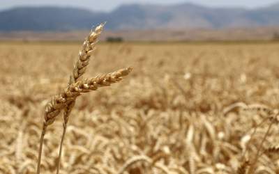 ۸۰ درصد مزارع گندم کشور دچار خسارت شدند