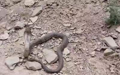 دیده شدن مار کبرای ایرانی  <img src="https://cdn.jahannews.com/images/video_icon.png" width="16" height="16" border="0" align="top">