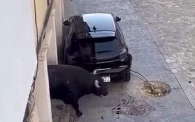 حمله عجیب گاو وحشی به خودرو در اسپانیا  <img src="https://cdn.jahannews.com/images/video_icon.png" width="16" height="16" border="0" align="top">