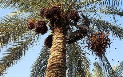 برداشت خرما از نخلستان های غزاویه  <img src="https://cdn.jahannews.com/images/picture_icon.png" width="16" height="16" border="0" align="top">