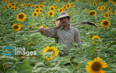 خوی، قطب تولید دانه های روغنی آفتابگردان  <img src="https://cdn.jahannews.com/images/picture_icon.png" width="16" height="16" border="0" align="top">