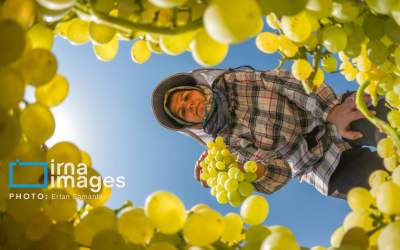 تصاویر برداشت انگور در شهر تاکستان قزوین  <img src="https://cdn.jahannews.com/images/picture_icon.png" width="16" height="16" border="0" align="top">