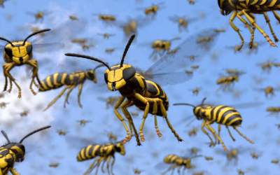 حمله مرگبار زنبورها به مشتریان یک سوپرمارکت  <img src="https://cdn.jahannews.com/images/video_icon.png" width="16" height="16" border="0" align="top">