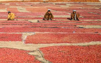 عکس/ خشک کردن دانه‌های انار در افغانستان