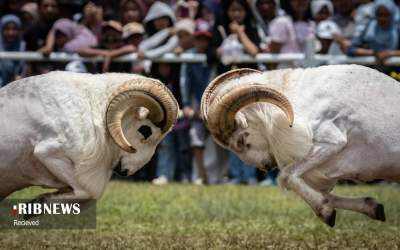 عکس/ جشنواره گوسفندان در فیلیپین