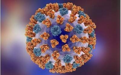 کرونا در راس ویروس‌های تنفسی در گردش کشور