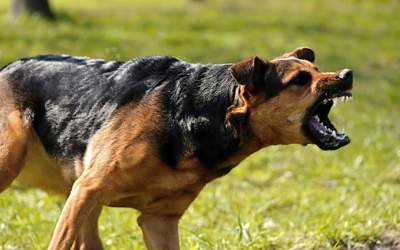 سگ به پیکر زن جان‌باخته حمله کرد  <img src="https://cdn.jahannews.com/images/video_icon.png" width="16" height="16" border="0" align="top">