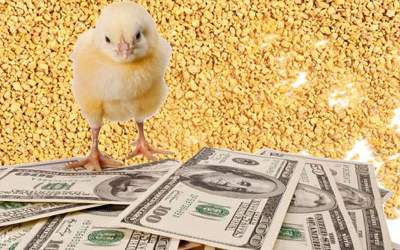 وزارت جهاد: بازار آزاد نهاده وجود ندارد