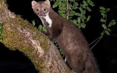 عکس/ سمور سنگی در مناطق جنگلی شمال