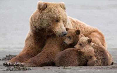 گذر توله خرس‌های قهوه‌ای از ارتفاعات فیروزکوه  <img src="https://cdn.jahannews.com/images/video_icon.png" width="16" height="16" border="0" align="top">