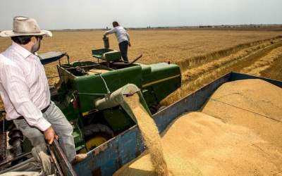 دولت خرید گندم را به بخش خصوصی واگذار می‌کند