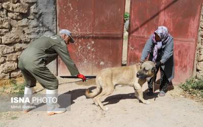 تصاویر بامزه از واکسیناسیون سگ گله