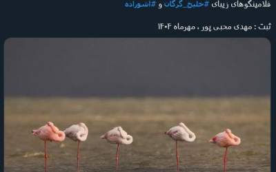 فلامینگوهای خلیج گرگان و آشوراده +عکس