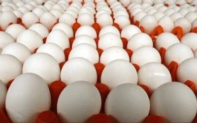 وزارت کشاورزی: افزایش قیمت تخم مرغ طبیعی است