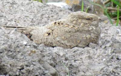 بازگشت شگفت‌انگیز شبگرد مصری به گیلان