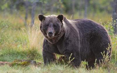 مشاهده خرس مادر و توله‌هایش در مراغه  <img src="https://cdn.jahannews.com/images/video_icon.png" width="16" height="16" border="0" align="top">