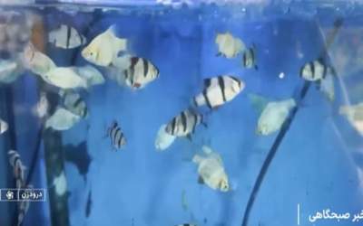 پایش آب سد‌ها با کمک ماهی‌های ببری  <img src="https://cdn.jahannews.com/images/video_icon.png" width="16" height="16" border="0" align="top">