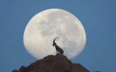 شاهکاری از بز کوهی و ماه در بوشهر  <img src="https://cdn.jahannews.com/images/video_icon.png" width="11" height="10" border="0" align="top">