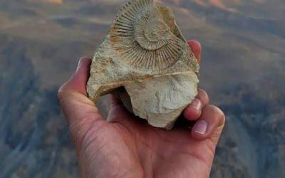 تصویری شگفت‌انگیز از یک فسیل آمونیت