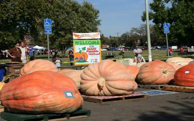 کدو تنبل ۵۰۰ کیلوگرمی را ببینید  <img src="https://cdn.jahannews.com/images/video_icon.png" width="16" height="16" border="0" align="top">