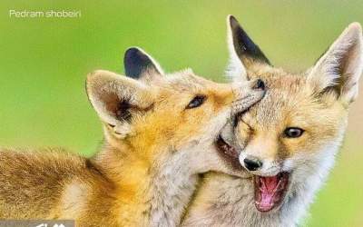 عکس/ بازیگوشی توله روباه‌ها