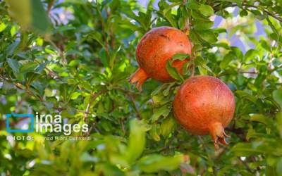 برداشت «اَنارِ مشایخ»  <img src="https://cdn.jahannews.com/images/picture_icon.png" width="16" height="16" border="0" align="top">