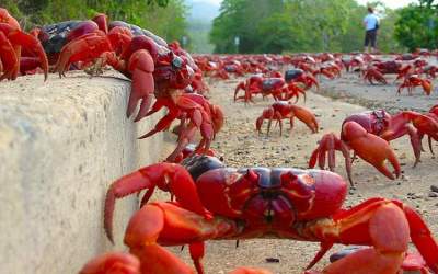 رژه ۵۰ میلیون خرچنگ در استرالیا +فیلم  <img src="https://cdn.jahannews.com/images/video_icon.png" width="16" height="16" border="0" align="top">