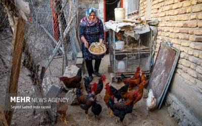 عکس/ خودکفایی با کمترین هزینه و بیشترین بازدهی