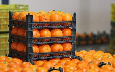 مصرف پرتقال می‌تواند زمینه‌ساز ابتلا به سرماخوردگی شود