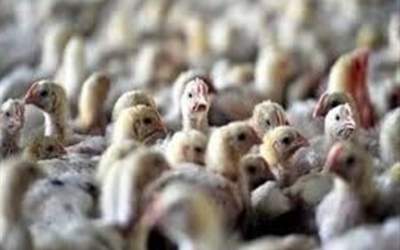 پایان آنفلوانزای فوق‌حاد پرندگان در ایران اعلام شد