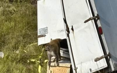 واژگونی کامیون حامل میمون‌های مبتلا به ویروس‌