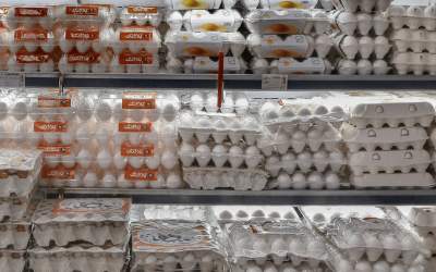 وزیر کشاورزی: قیمت فعلی تخم مرغ منطقی است