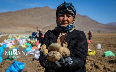 برداشت سیب زمینی از مزارع فیروزکوه  <img src="https://cdn.jahannews.com/images/picture_icon.png" width="16" height="16" border="0" align="top">