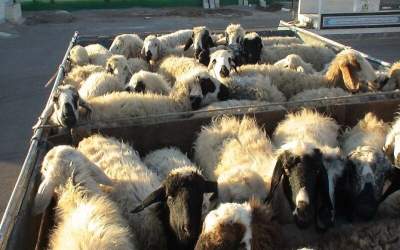 محموله قاچاق دام آلوده توقیف و ضبط شد