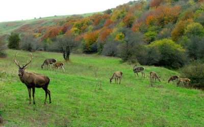 پاییز سحرانگیز در جنگل فندقلو +فیلم  <img src="https://cdn.jahannews.com/images/video_icon.png" width="11" height="10" border="0" align="top">