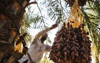 حذف ۵ محصول کشاورزی از فهرست عوارض آب مجازی