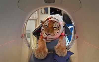 عکس/ انجام "سی تی اسکن" از ببر