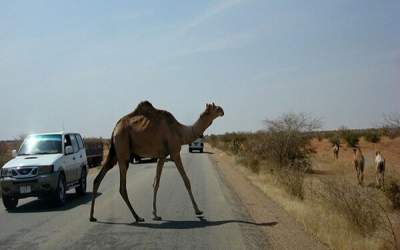 شترهای خطرناک +فیلم  <img src="https://cdn.jahannews.com/images/video_icon.png" width="16" height="16" border="0" align="top">