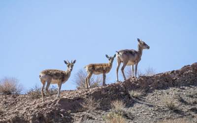فعلا خبری از باران نیست