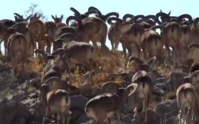 حیات وحش غنی لرستان در نیمه‌ی پاییز  <img src="https://cdn.jahannews.com/images/video_icon.png" width="11" height="10" border="0" align="top">