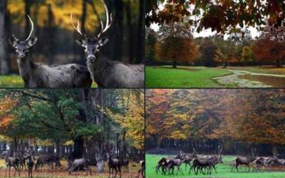 پاییز زیبا در جنگل‌ قرق گرگان