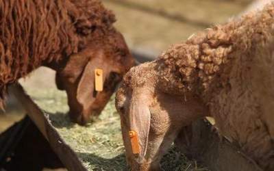 تب برفکی تاکنون چند هزار دام را آلوده کرده است