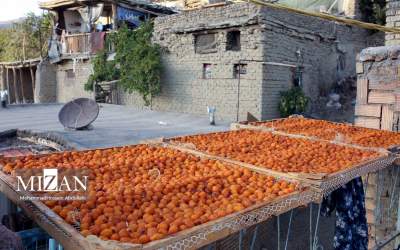 خُرو؛ پایتخت آلوی ایران  <img src="https://cdn.jahannews.com/images/picture_icon.png" width="16" height="16" border="0" align="top">