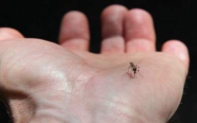 گسترش فعالیت پشه آئدس با بارش‌های پاییزی