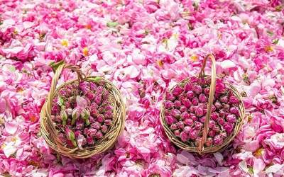 عربستان گل محمدی ایران را به نام خود ثبت جهانی کرد!