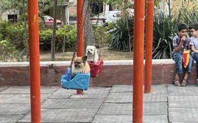 چرا سگ گردانی ممنوع است؟  <img src="https://cdn.jahannews.com/images/video_icon.png" width="16" height="16" border="0" align="top">