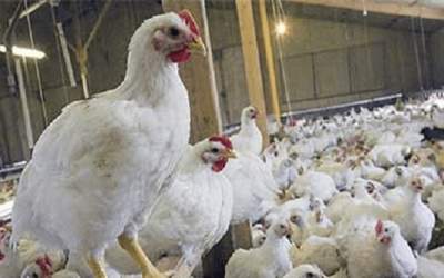 عاقبت مرغ‌های تریاکی چه شد